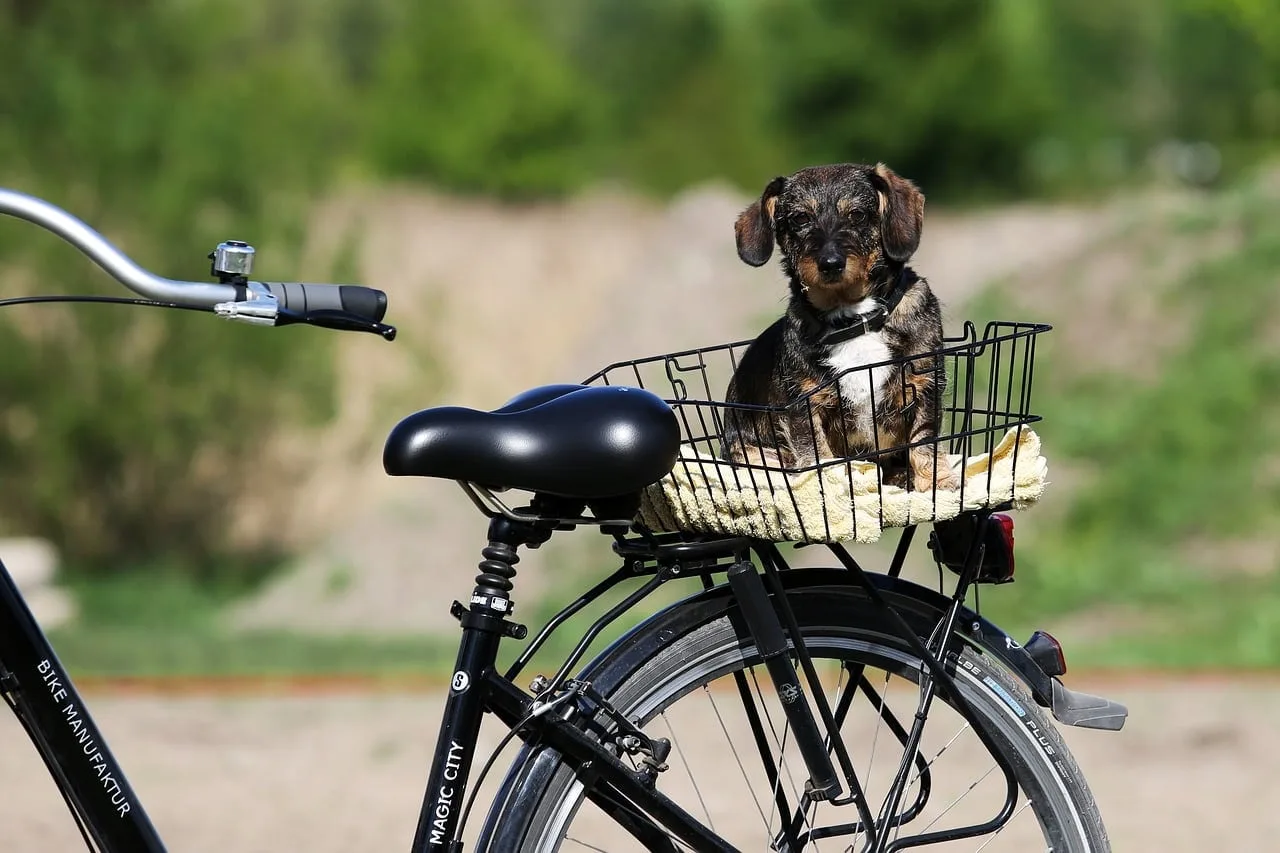Koszyk rowerowy dla psa