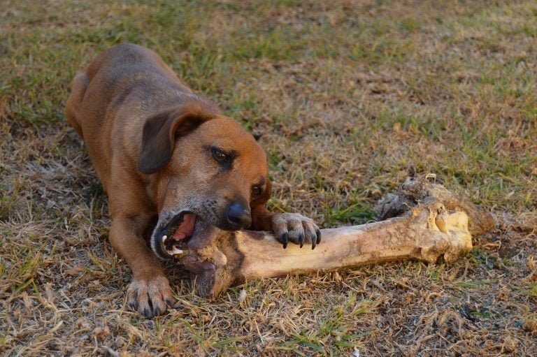 Czy pies może jeść kości