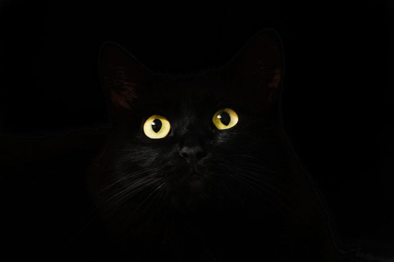Dlaczego oczy kota świecą w nocy