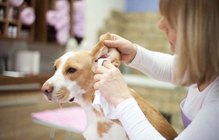 choroby uszu u psa