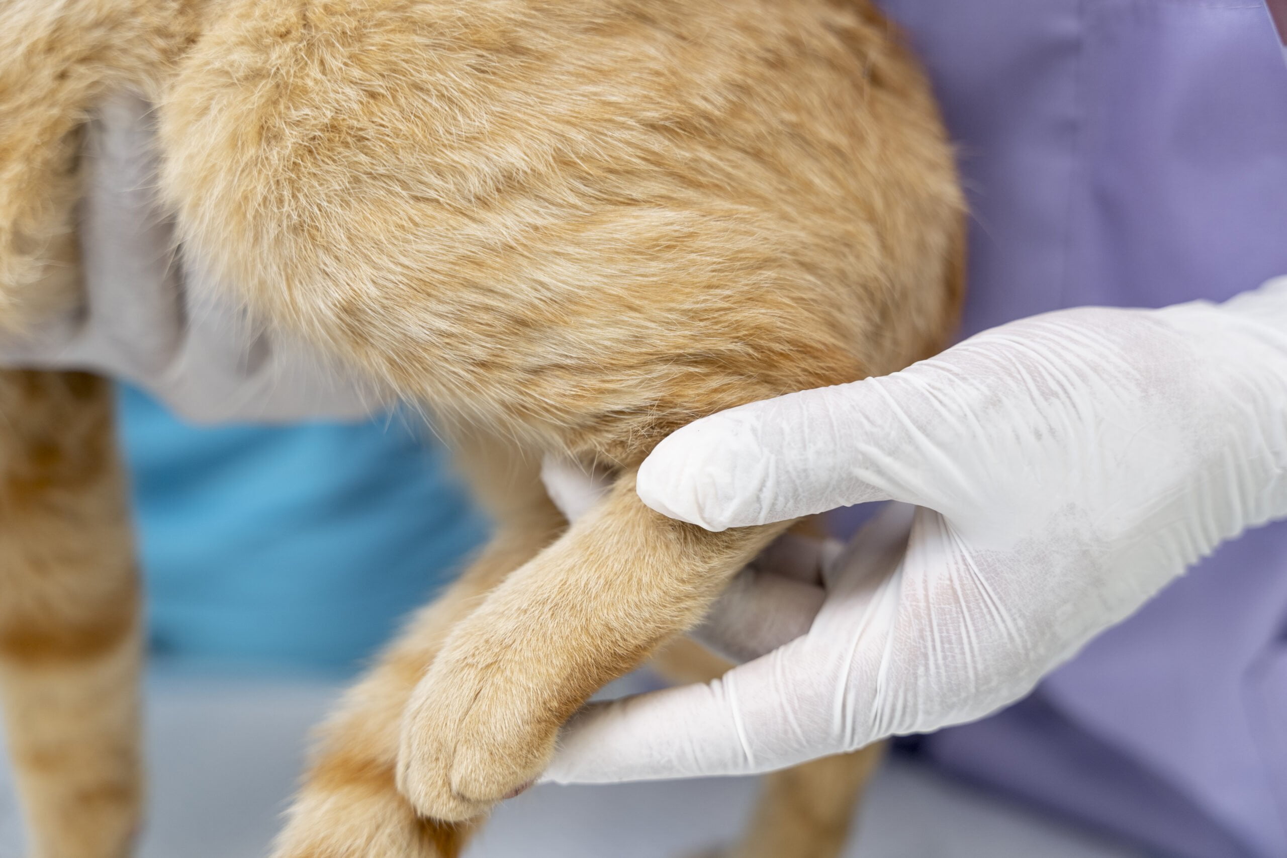 Diagnostyka i leczenie chorób stawów u kotów