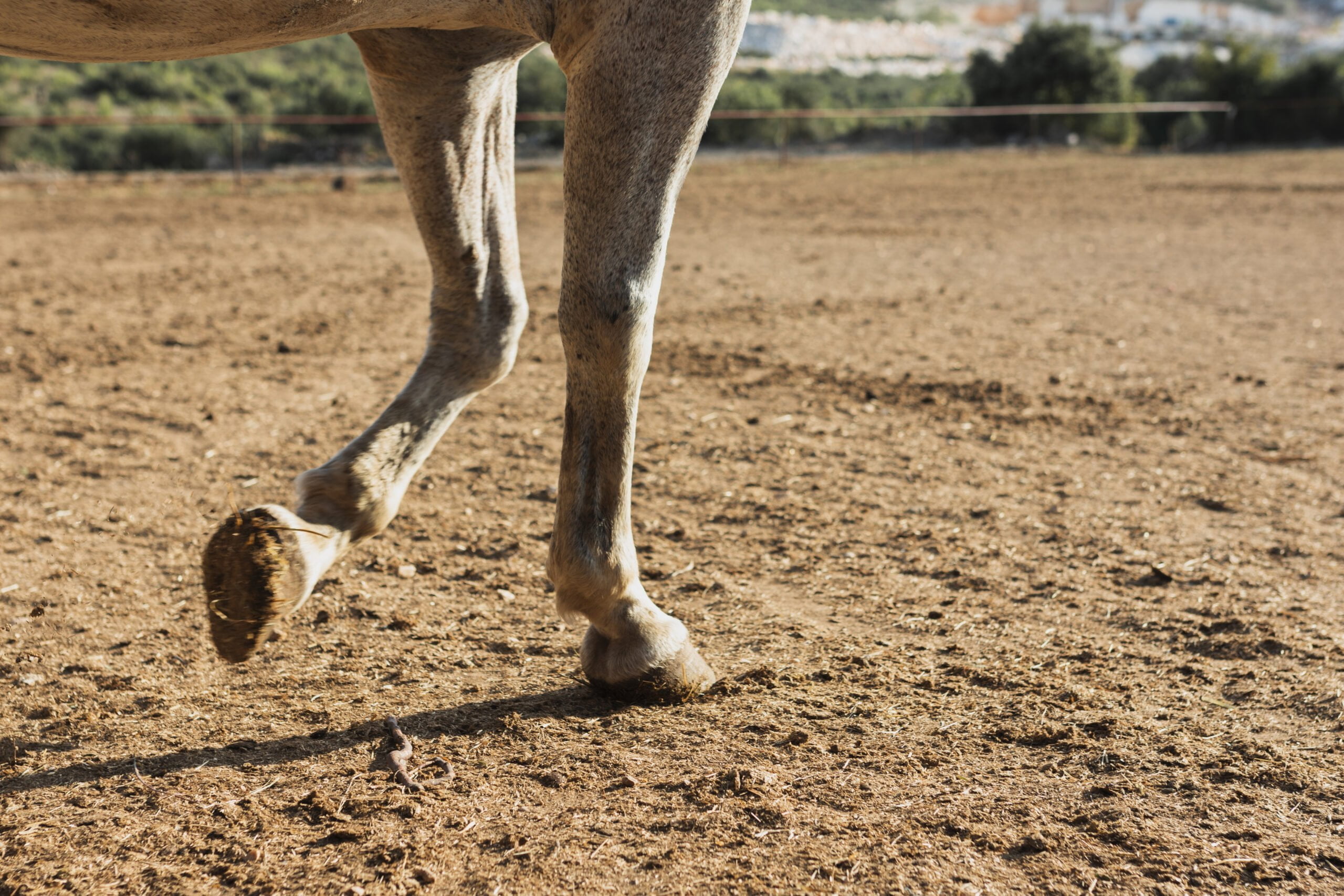 Najczęstsze choroby stawów u koni i ich profilaktyka