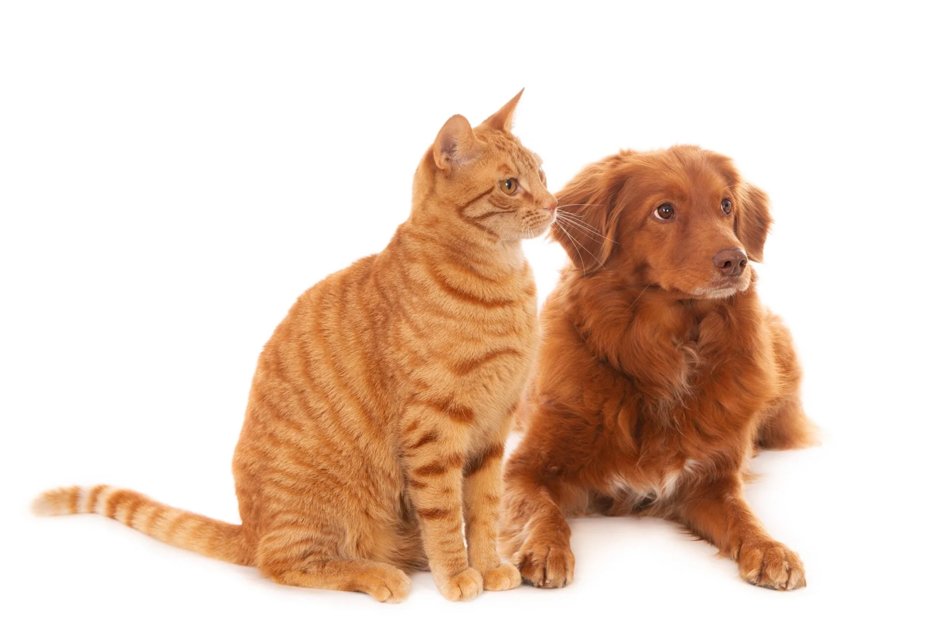 Inne choroby układu moczowego u psów i kotów