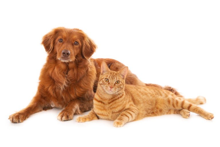 Choroby układu moczowego u psów i kotów