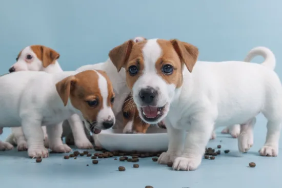 Karmy suche Royal Canin dla szczeniaków