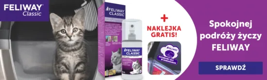 Aktualne promocje