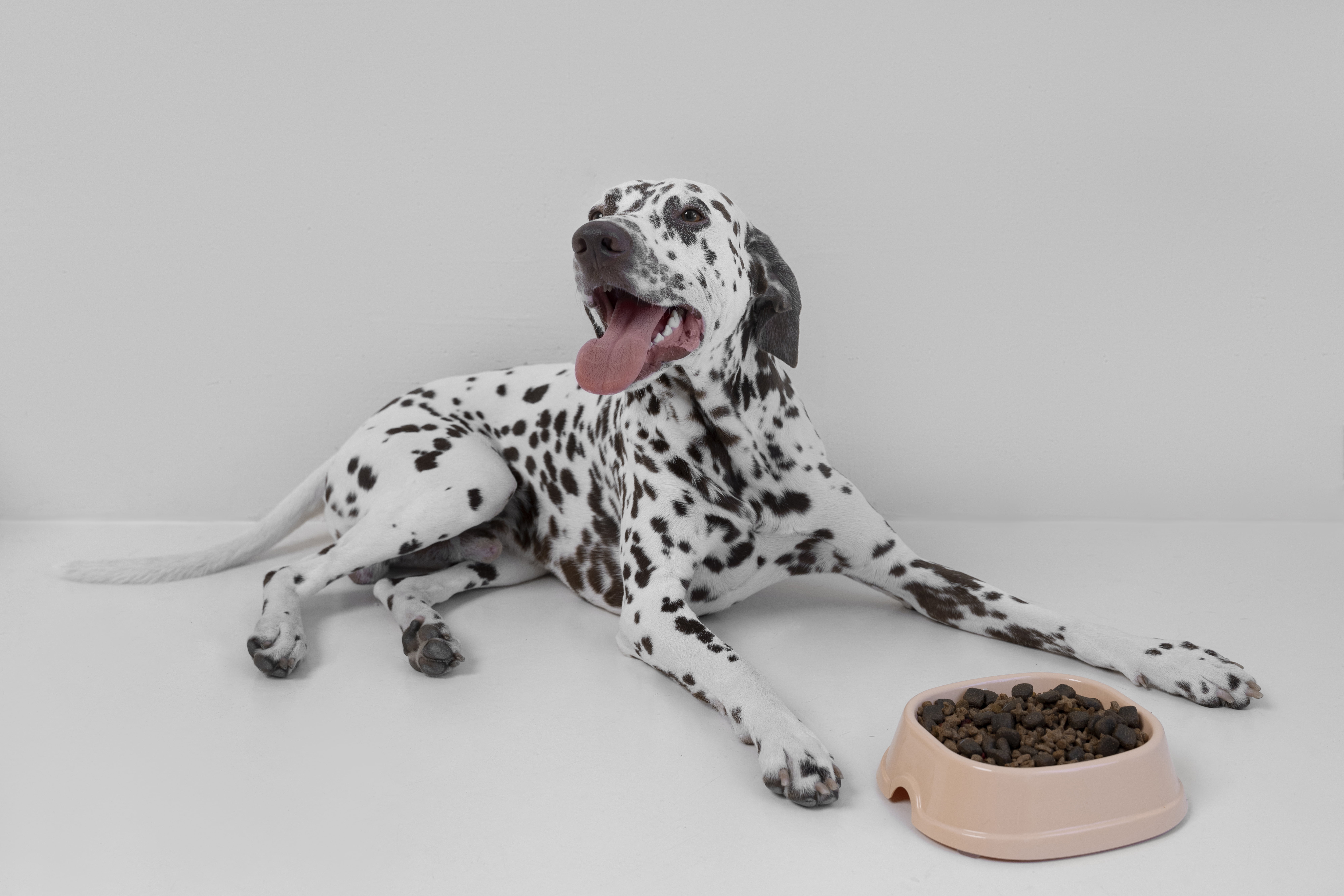 żywienie dalmatyńczyków karma dla psów rasowych