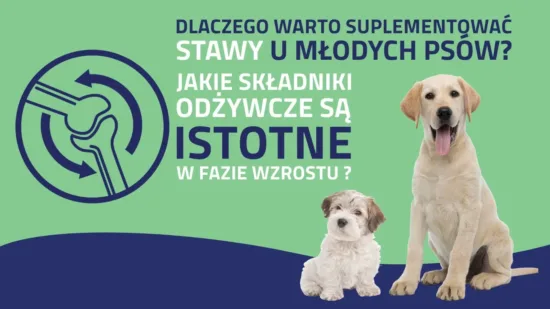 Stawy u młodych psów