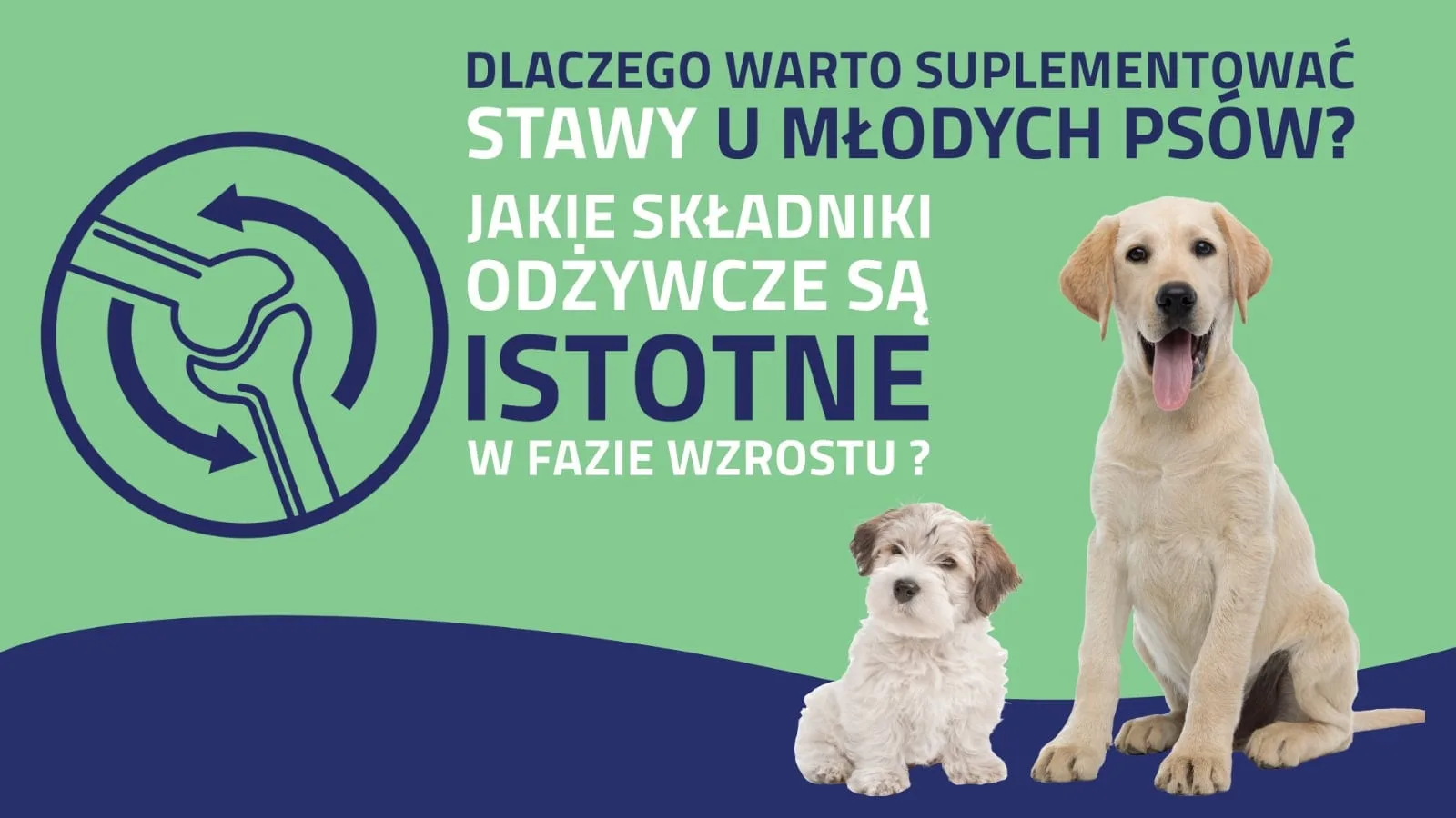 Stawy u młodych psów