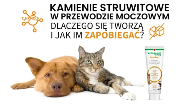 Zapobieganie tworzenia się kamieni moczowych u kotów i psów wymaga odpowiedniej diety, nawodnienia i regularnych wizyt u weterynarza, co zapewnia zdrowie pupili.