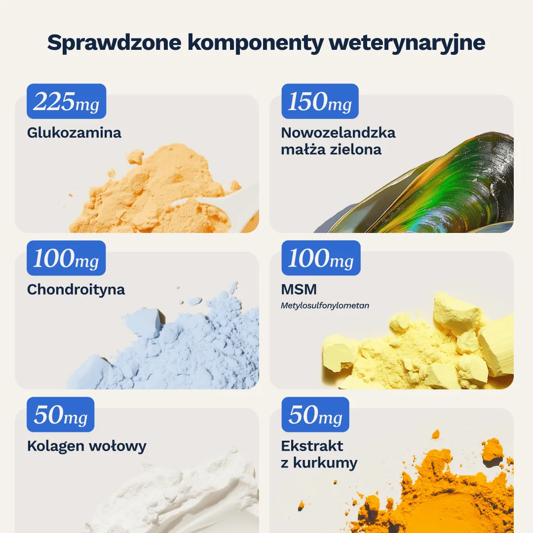 wsparcie stawów psa