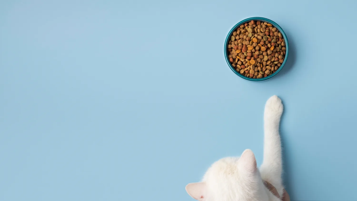Problemy trawienne u psów i kotów – jak rozpoznać i kiedy sięgnąć po Royal Canin Gastrointestinal?