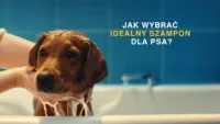 Jak wybrać idealny szampon dla psa? Poradnik dla opiekunów psów o różnych potrzebach skóry