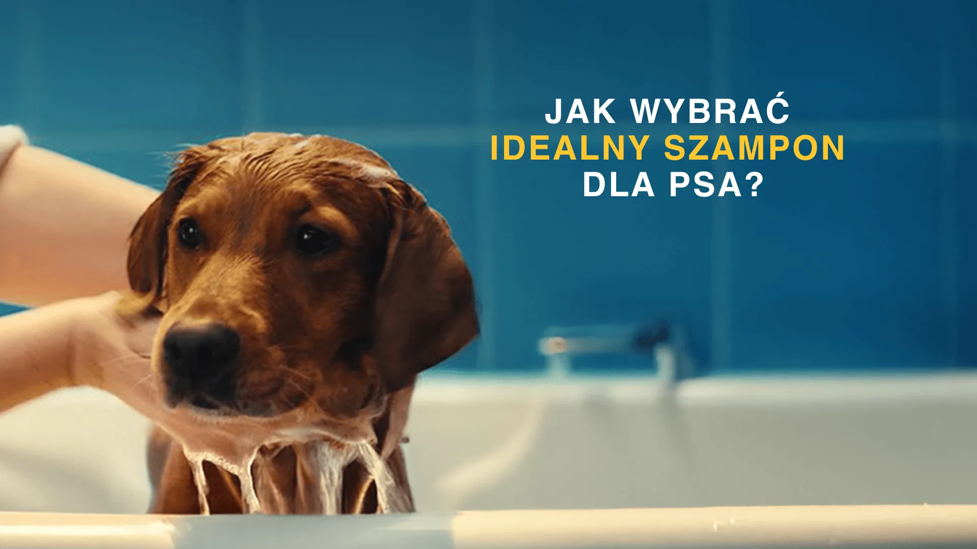 Jak wybrać idealny szampon dla psa? Poradnik dla opiekunów psów o różnych potrzebach skóry