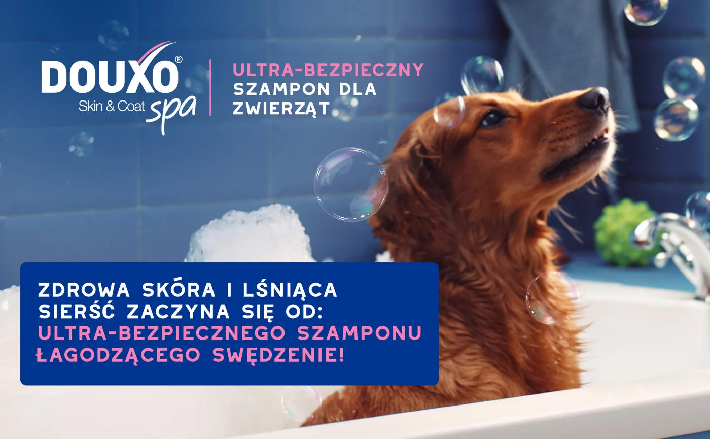 DOUXO Skin & Coat SPA Itch-Soothing
Nie zawiera drażniących składników – idealny dla skóry wrażliwej
Kiedy warto rozpocząć stosowanie?
DOUXO Skin & Coat SPA Itch-Soothing warto wprowadzić do pielęgnacji psa, gdy zauważysz łagodne objawy swędzenia, napięcie skóry lub utratę połysku sierści. Szampon sprawdzi się u psów dorosłych i starszych, niezależnie od rasy, zwłaszcza tych z delikatną lub suchą skórą wymagającą wsparcia pielęgnacyjnego.