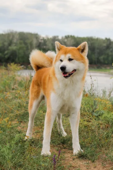 Akita Inu – cena rasy i koszt utrzymania