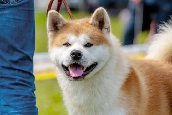 Akita Inu – zdrowie rasy