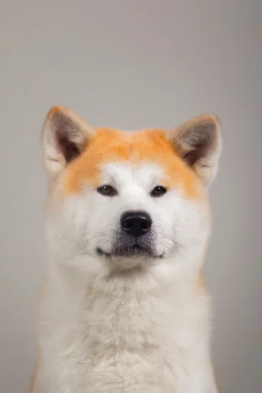 Akita Inu – żywienie rasy