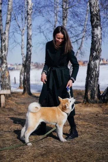 Akita Inu – pielęgnacja rasy
