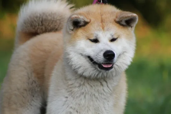 Akita Inu – charakterystyka rasy