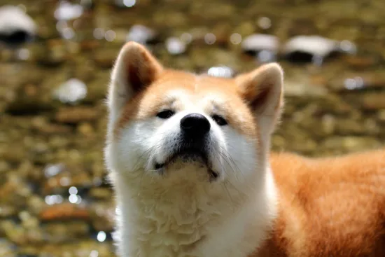 Akita Inu – wychowanie rasy