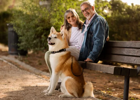 Akita Inu – wygląd rasy