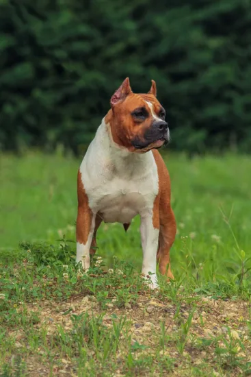 Amerykański Staffordshire Terrier