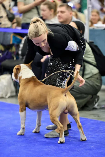 Amerykański Staffordshire Terrier – wychowanie rasy