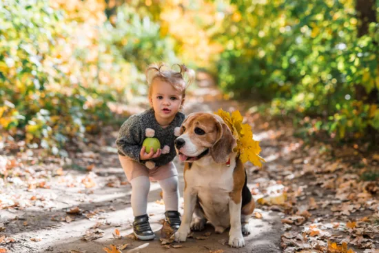 Beagle