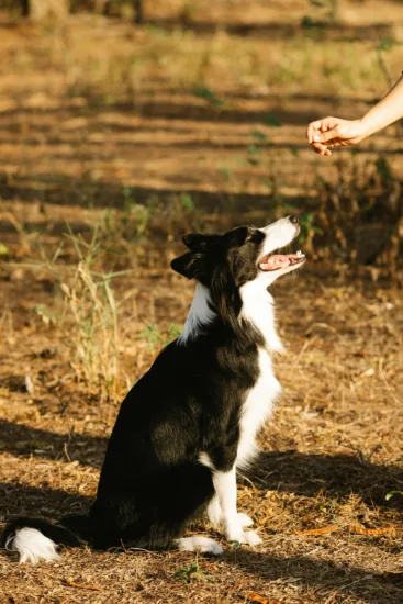Border collie – żywienie rasy