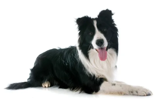 Border collie – cena rasy i koszt utrzymania
