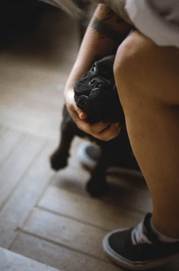 Buldog francuski
