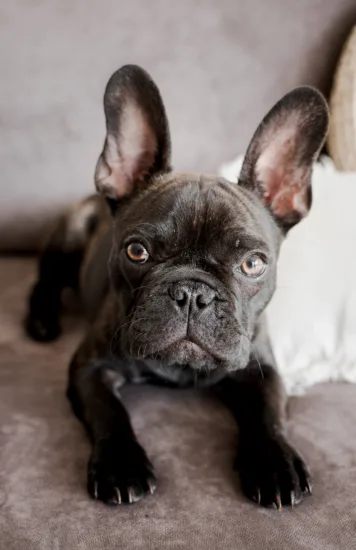 Buldog francuski