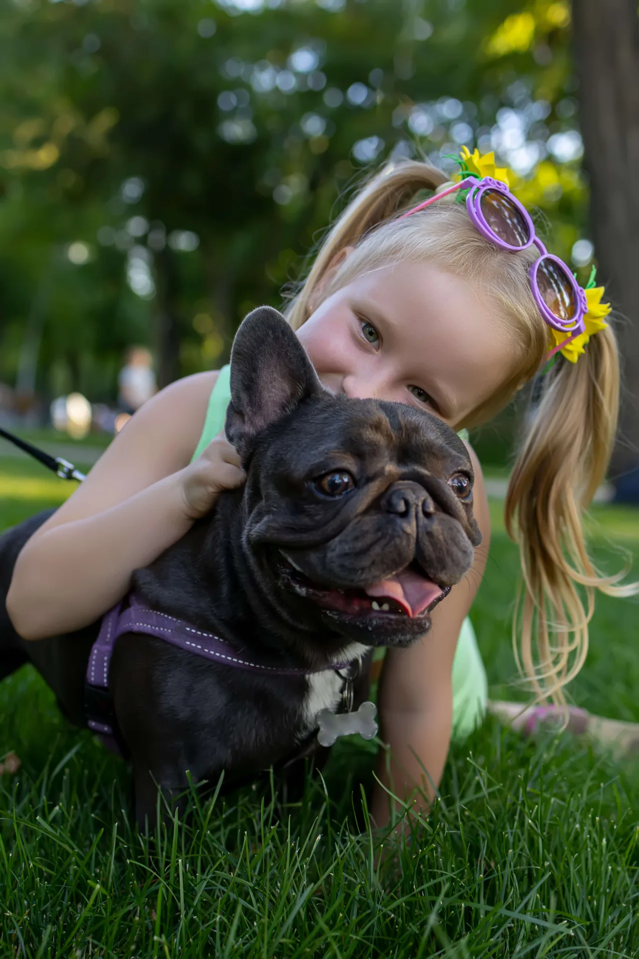 buldog francuski przyjazny pies