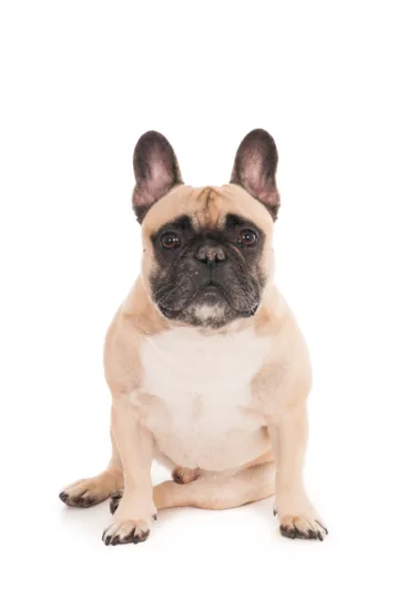 Buldog francuski