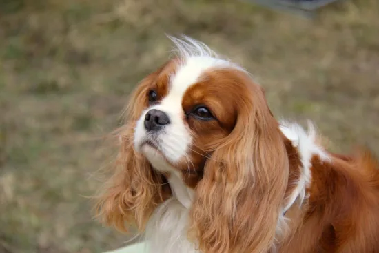 Cavalier King Charles Spaniel – szkolenie rasy