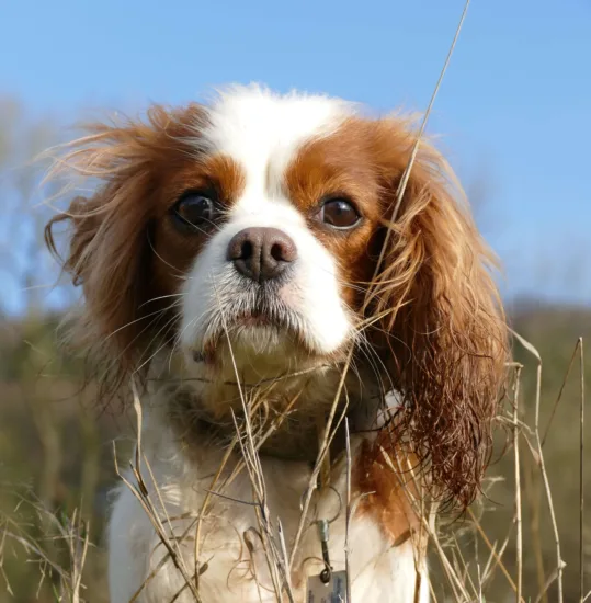 Cavalier King Charles Spaniel – charakterystyka rasy