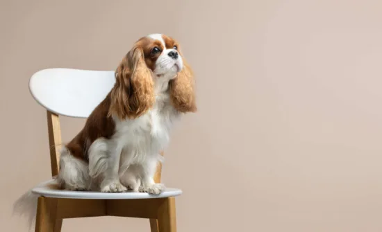 Cavalier King Charles Spaniel – historia i pochodzenie rasy