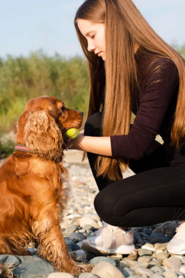 Cocker spaniel angielski – wychowanie rasy