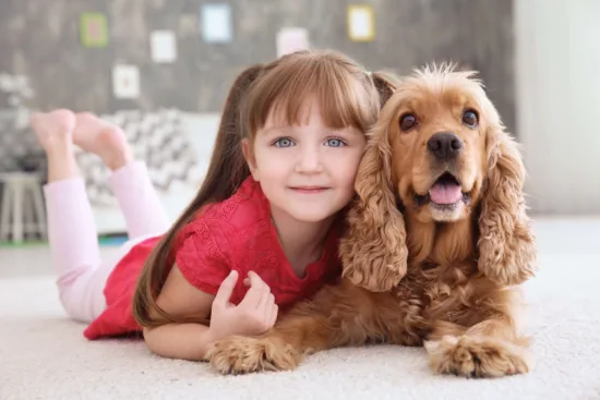 Cocker spaniel angielski – żywienie rasy
