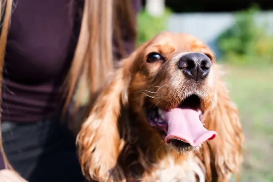 Cocker spaniel angielski – charakterystyka rasy