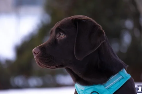 Labrador Retriever - charakterystyka rasy