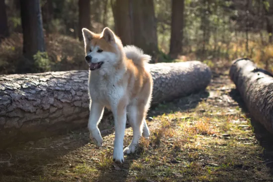 Akita Inu – historia i pochodzenie rasy