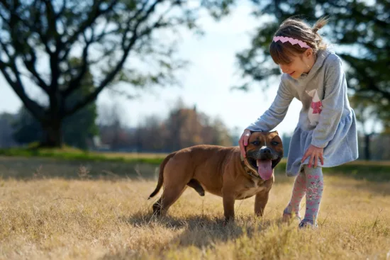 Amerykański Staffordshire Terrier – wygląd rasy