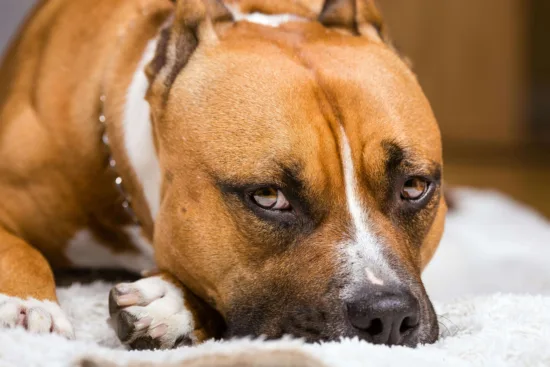 Amerykański Staffordshire Terrier – zdrowie rasy