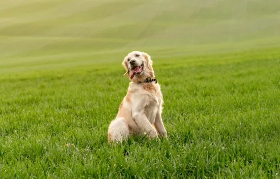 Golden Retriever – Cena rasy i koszt utrzymania