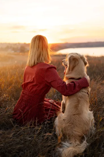 Golden Retriever – Wygląd Rasy