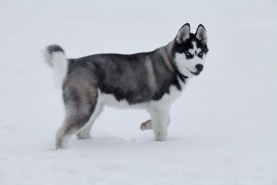 Husky syberyjski – cena rasy i koszt utrzymania