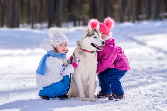 Husky syberyjski – wychowanie rasy