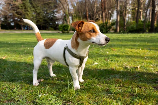 Jack Russell terrier – szkolenie rasy